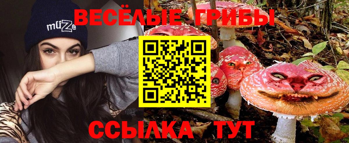Псилоцибиновые грибы Psilocybe Ирбит